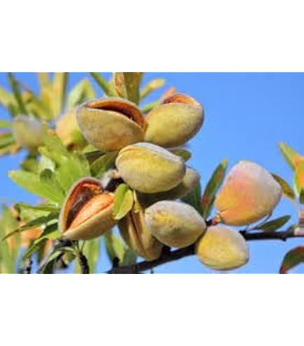 Amazon.com : Almond Tree Seeds - 20 Seeds - Grow Almonds