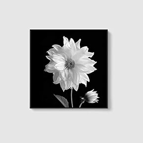 Framed Canvas Home Artwork Decoration Beautiful Flower Canvas Wall Art for Living Room, Bedroom - 16x16 inches