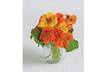 David's Garden Seeds Flower Nasturtium Kaleidoscope Mix SL1882 (Multi) 50 Non-GMO, Open Pollinated Seeds