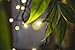 KingDom-LL 50 LED Bulbs Christmas Lights Plug in - AIDDOMM, LED Bulbs String Lights for Outdoor and Indoor, Party, Patio, Warm White, Green Wire, 25 Feet, UL Listed
