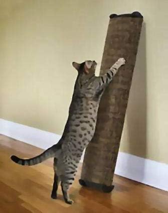 omega paw scratching post