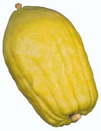Amazon.com : Esrog, Etrog, Ethrog, for Kompote/Aingemachts (great ...
