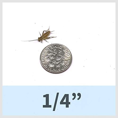Ovipost 250 Live House Crickets - Six Size Options - Acheta domesticus