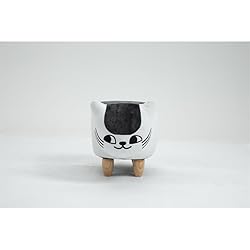 Home 2 Office Cat Condo Pet House