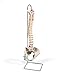 3B Scientific A58/4 Classic Flexible Spine w/ Female Pelvis - 3B Smart Anatomy