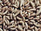 KBM Feeders Black Soldier Fly Larvae 500 Count by KBM FEEDERS