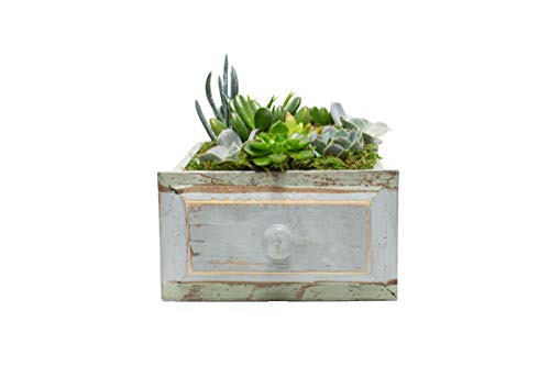 Live Succulent Garden Planted In 6" By 9" Wooden Drawer Container, From Hallmark Flowers