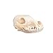 Zymise Cufsdo Real Bone Fox Skull C