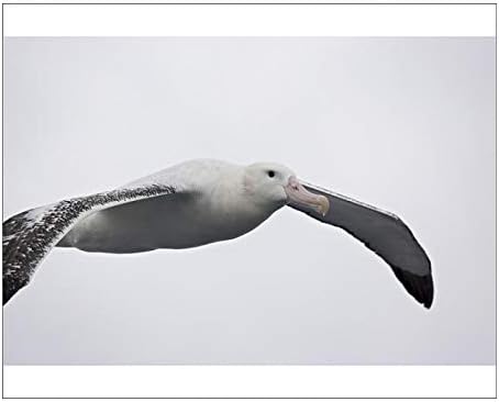 Amazon Co Jp 写真印刷のワタリアホウドリ ワタリアホウドリ Soaring Home Kitchen