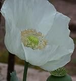 250 PERSIAN WHITE POPPY Papaver Somniferum Flower Seeds by Seedville