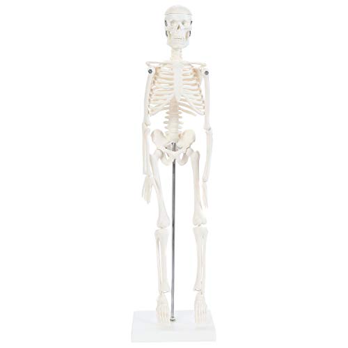 Anatomy Lab Human Skeleton Model, 19