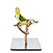 Birds LOVE Deluxe Dragonwood Tabletop Bird Stand Perch Gym Training Playstand Cockatiels Lovebirds Conures Parakeets 11.5″ x 11.5″ x 11.75″thumb 4