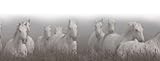 Image de The Majesty of the Horse: An Illustrated History