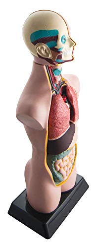 hand2mind 19 Inch Tabletop Human Torso Model, Anatomically Accurate Kit, 10 Removable Human Organs, Anatomy Model for Kids, Human Anatomy Torso Model, Science School Supplies, Trachea Model