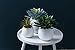 6 inch Wall Mounted Ceramic Planters Flower Plant Vase, Hanging Planters, Succulent Plant Pots, White,3PCS