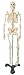 Painted and Numbered Big Tim Skeleton Model CMS65