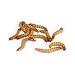 500ct Live Mealworms, Reptile, Blue Birds, Chicken, Fish Food