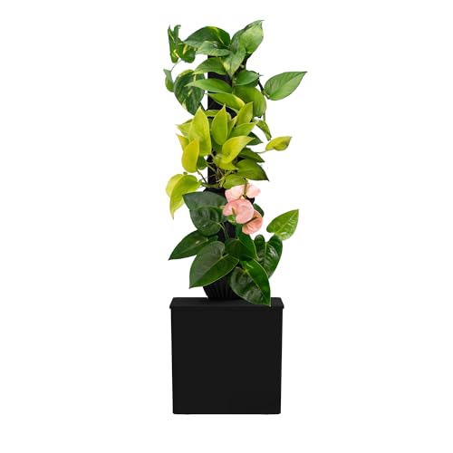 Tevatower Mini Smart Self-Watering Indoor Garden System, Midnight Black at Amazon