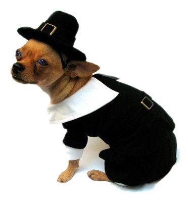Size 6 Pilgrim Boy Costume for Dogs fits 16" Back Length