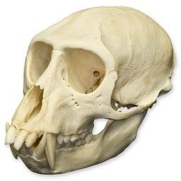 Amazon.com: Vervet Monkey Skull (Natural Bone Quality A): Industrial