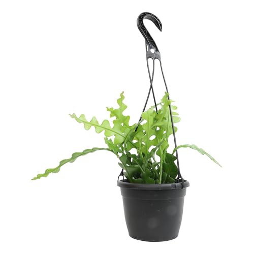 Zigzag Fishbone Cactus Hanging Basket, Non-Toxic Epiphyllum Orchid Succulent, P…