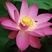 Pink Balm (Cool) Wangprom Thai Herbal Pogostemon Calslin/Cinnamomum Camphora Relief Dizziness Cold Nasal Congestion(20g) Product of Thailand.