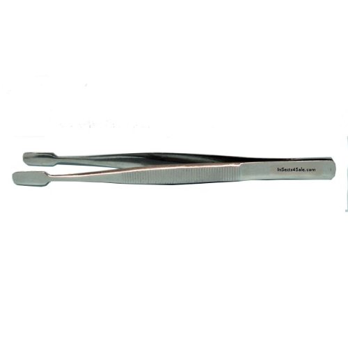 Forceps, Spade Tip Butterfly