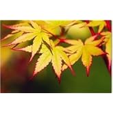Coral Bark Japanese Maple Acer palmatum Sango Kaku 3 -Year Live Plant Brilliant Red Bark is Bright red, Year Round Beauty with a Spectacular Range of Leaf Color