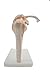 Shoulder Joint Model,Kouber Human Anatomical Model,Life Size,Height 9