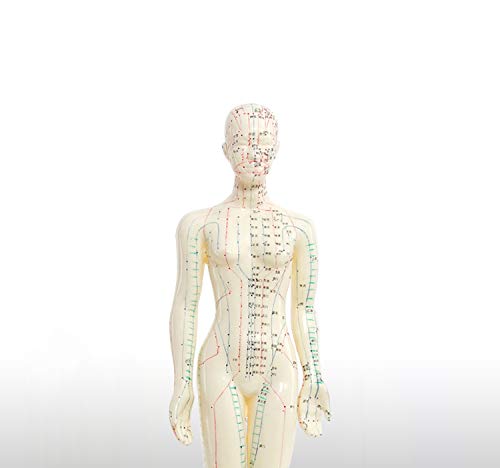 Doc.Royal Human Model Acupuncture and Moxibustion Female Model 48cm (18.8 in)
