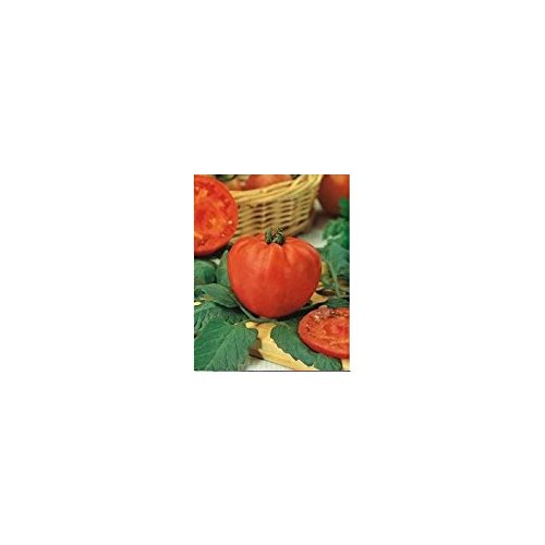Rocalba - Semilla de tomate coraçao de boi: Amazon.es: Jardín