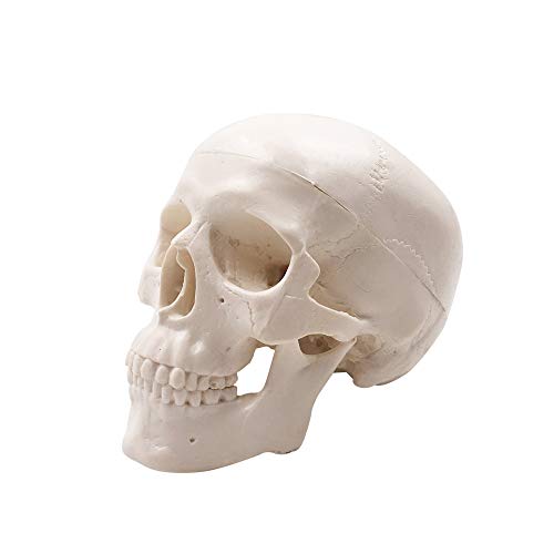 1 Mini+Skull+Model+Anatomical+Education