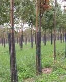 Rigid Plastic Mesh Tree Bark Protector, 36 Inches Tall (Pack of 5)