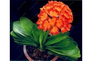 VISTARIC Real clivia Seeds, (clivia Bulbs), Bonsai Flower Seeds, semente Garden Flowers Seeds Potted Plant for Home Garden 10
