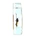 Real Nature Orange Albatross Butterfly Specimen Paperweight Insect Bug Collection Taxidermy(3x3x1)