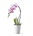 Sustee Medium Refillable Insert Aqua Meter (White) with Core Installed + 2 Additional Medium Cores - Plant Moisture Sensor For Potted Plants