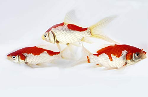 Toledo Goldfish Live Sarasa Comet Goldfish For Ponds Aquariums Or Tanks Usa Born And Raised Live Arrival Guarantee 2 To 3 Inches 5 Fish Pricepulse