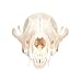 Zymise Cufsdo Real Bone Fox Skull C
