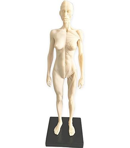 Amazon.com: 3dtotal Female Anatomy Figure: 10.5-inch Anatomical