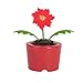 Solar Powered Dancing Poinsettia Flower