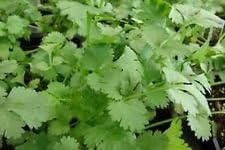 Cilantro Slow Bolting (Coriander) 400 Seeds Heirloom Herb