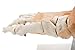 Foot Joint Model with Ligaments,Kouber Human Anatomical Model,Life Size,Height 11
