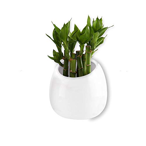 T4U 3.9 Inch Wall Mounted Succulent Hanging Planter Container Ceramic Aloe Plant Pot – Small White, Home and Office Desktop Decoration Ideal Gift for Wedding, Birthday, Party, Christmas