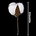 CEWOR 20Pcs Natural Cotton Flower for Flower Arrangement Wedding Decoration