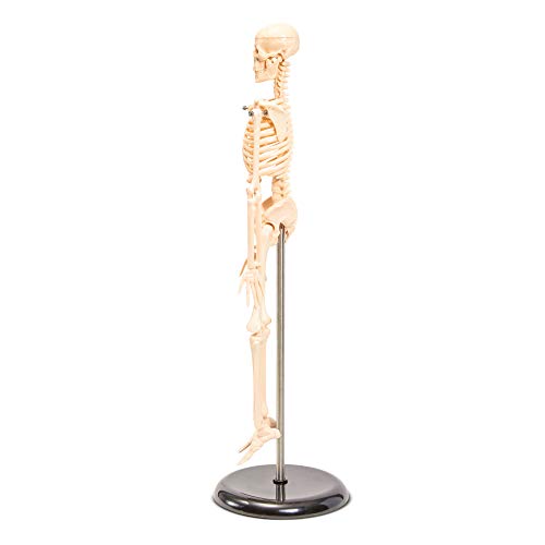 Juvale Human Skeleton Model Small Anatomical Skeleton for Tabletops