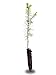 Douglas Fir Small