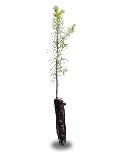 Douglas Fir Small Douglas Fir Small