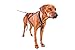 Leash for Dogs