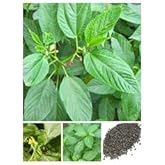Saluyot Seeds (Also Known as Ewedu, Jute Leaf Mallow, Jew's Mallow, Egyptian Spinach, Melokhiya, Molokhia, Mulukhiyah, Corcho