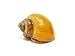 Aquatic Arts 5 Live Gold Mystery Snails Freshwater Aquarium Species/Real Living Glass Fish Tank Clearer | Nano Pets/Natural Decorations